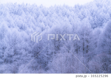 《長野県》雪景色の中牧湖・霧氷の森 《長野県》雪景色の中牧湖・霧氷の森 103225296