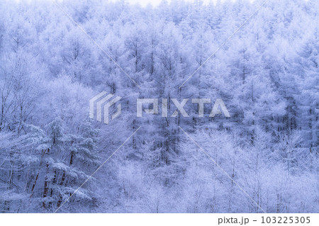 《長野県》雪景色の中牧湖・霧氷の森 《長野県》雪景色の中牧湖・霧氷の森 103225305