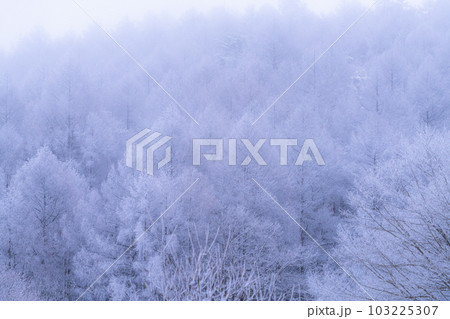 《長野県》雪景色の中牧湖・霧氷の森 《長野県》雪景色の中牧湖・霧氷の森 103225307
