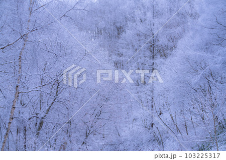 《長野県》雪景色の中牧湖・霧氷の森 103225317
