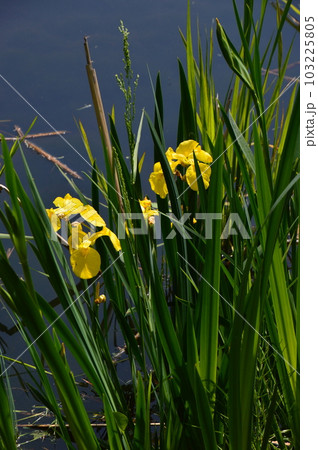 神代植物公園水生植物園に咲いていた杜若 103225805