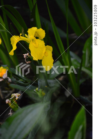 神代植物公園水生植物園に咲いていた杜若 103225809