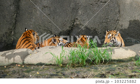 水浴びするアムールトラの四兄妹 水浴びするアムールトラの四兄妹 103225882