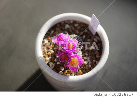 サボテン サボテンの花 ルエッティの花 サボテン サボテンの花 ルエッティの花 103226217