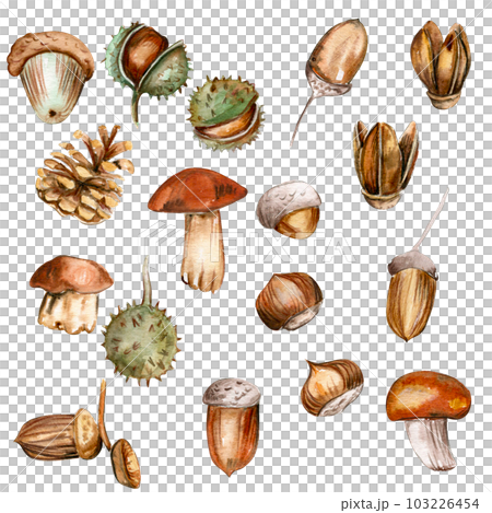 Autumn set of leaves and mushrooms. Hand drawn illustration of autumn. Perfect for scrapbooking, kids design, wedding invitation, posters, greetings cards, party decoration. Autumn set of leaves and mushrooms. Hand drawn illustration of autumn. Perfect for scrapbooking, kids design, wedding invitation, posters, greetings cards, party decoration. 103226454
