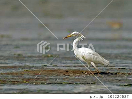 カラシラサギ_20050820_8255 103226687