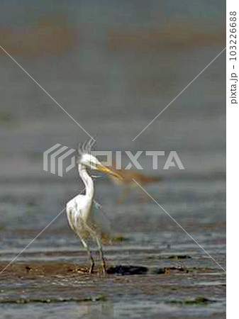 カラシラサギ_20050820_8261 103226688
