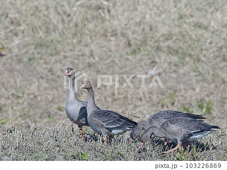 カリガネ_20071123_4226 カリガネ_20071123_4226 103226869