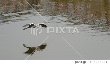 飛ぶアオサギ 103226924