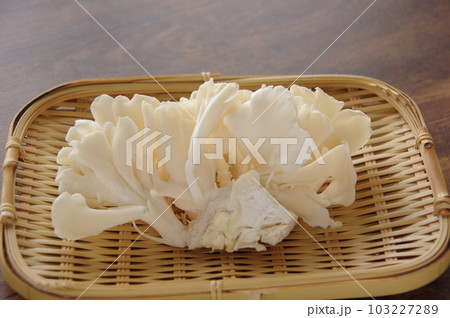 白舞茸 白マイタケ 舞茸 白舞茸 白マイタケ 舞茸 103227289
