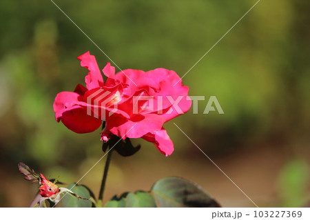 荒尾市　おもやい市民花壇　バラの花、 103227369