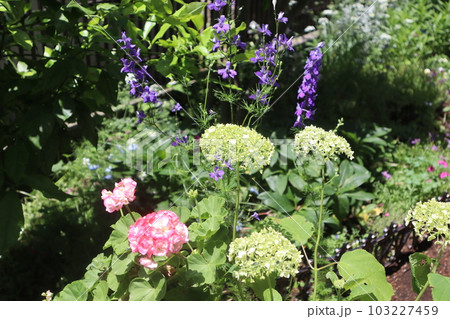 初夏の花壇に咲く花々 103227459