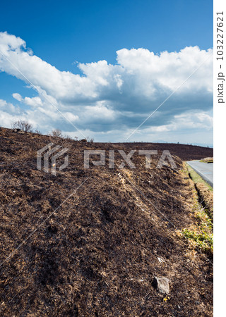 山火事の跡【霧ヶ峰高原】 山火事の跡【霧ヶ峰高原】 103227621