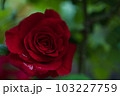 シモーヌ・ヴェイユの薔薇 103227759