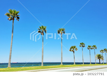 千葉県　青空の千葉フォルニア 103227791