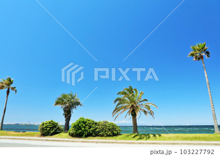 千葉県　青空の千葉フォルニア 103227792