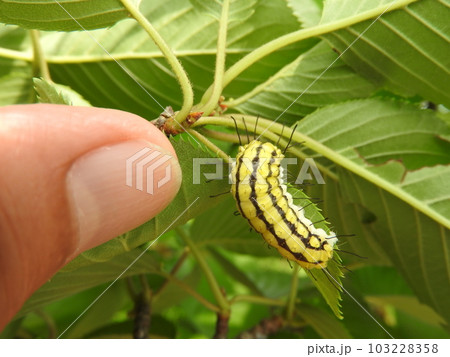 ウスバツバメガの幼虫 103228358
