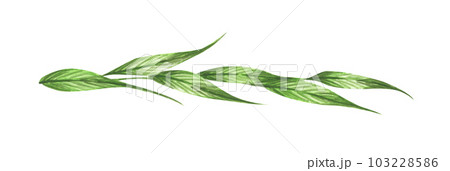 Green leaves and branches. Line borders, laurels and text divider. Watercolor illustration. 103228586