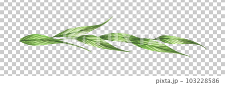 Green leaves and branches. Line borders, laurels and text divider. Watercolor illustration. 103228586