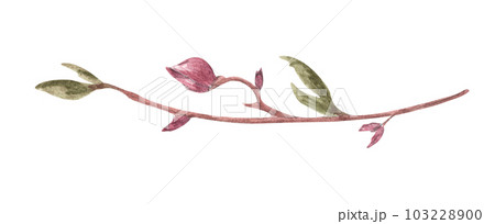 Magnolia flower and branches. Line borders, laurels and text divider. Watercolor illustration. 103228900