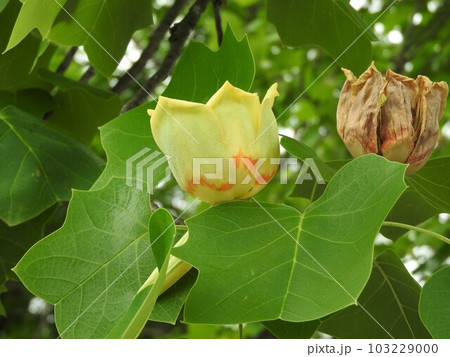 ユリノキ（百合の木）の花 103229000