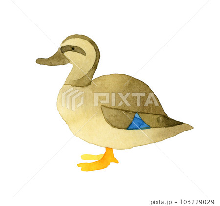 マガモのメス かわいい・ゆるい動物の手描き水彩イラスト素材 マガモのメス かわいい・ゆるい動物の手描き水彩イラスト素材 103229029