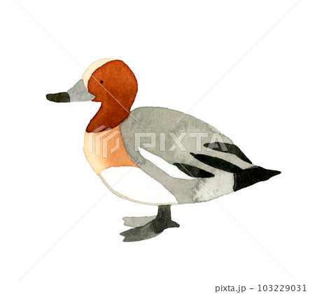 ヒドリガモのオス　かわいい・ゆるい動物の手描き水彩イラスト素材 103229031