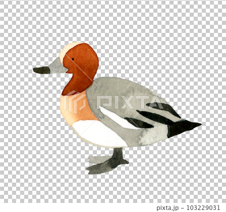 ヒドリガモのオス　かわいい・ゆるい動物の手描き水彩イラスト素材 103229031