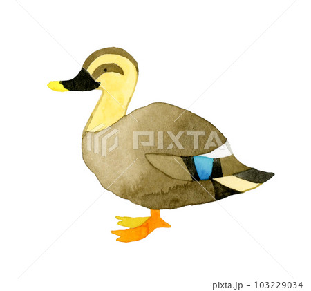 カルガモ　かわいい・ゆるい動物の手描き水彩イラスト素材 103229034