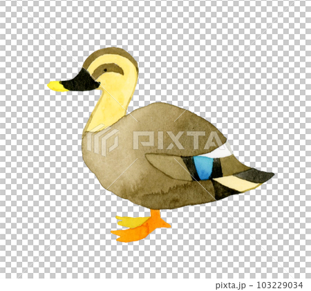 カルガモ　かわいい・ゆるい動物の手描き水彩イラスト素材 103229034