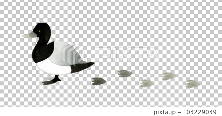 Sugamo and footprints Hand-drawn watercolor illustration material of cute and loose animals 103229039