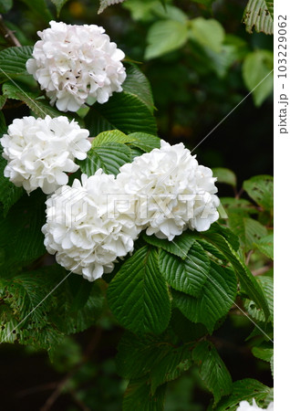 神代植物公園で咲いていたオオデマリ 神代植物公園で咲いていたオオデマリ 103229062