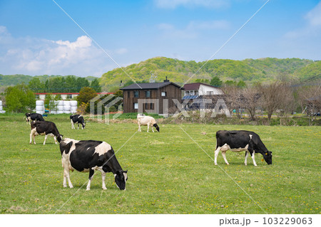 北海道 牧場 乳牛 北海道 牧場 乳牛 103229063