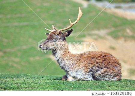 ファロージカ 103229180