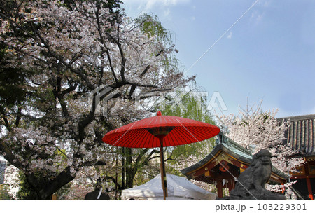 野点傘は赤く桜の花の薄ピンクと対照的で、狛犬と手水舎の屋根と和の世界 103229301