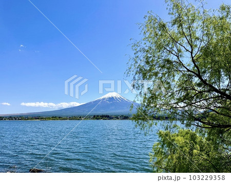 河口湖と富士山 103229358