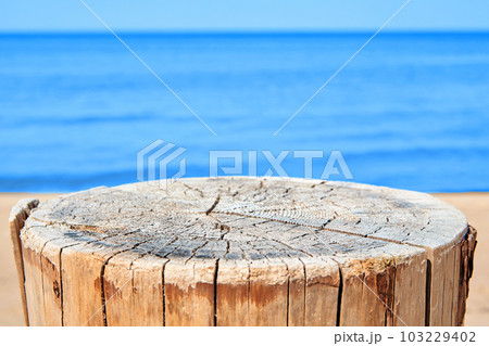 A cracked, weather-beaten saw cut of a tree trunk, a stump on ye A cracked, weather-beaten saw cut of a tree trunk, a stump on ye 103229402