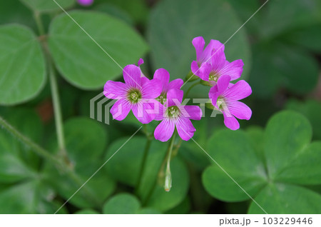ムラサキカタバミ ムラサキカタバミ 103229446