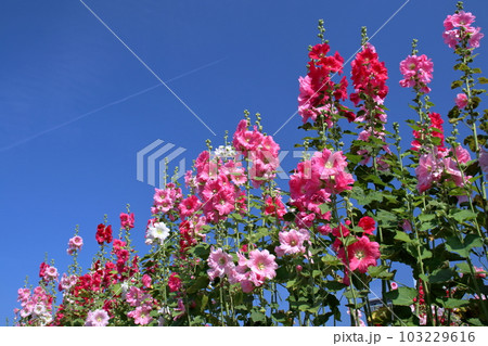 立葵　青空に向かって咲く　（高知県　高知市） 103229616