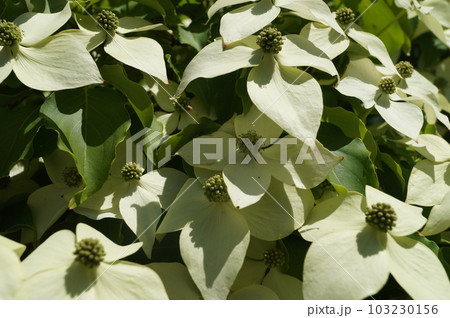 ヤマボウシの白い花たち ヤマボウシの白い花たち 103230156