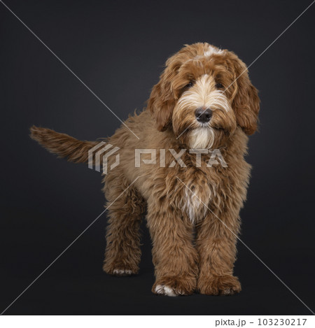 Labradoodle on black background Labradoodle on black background 103230217