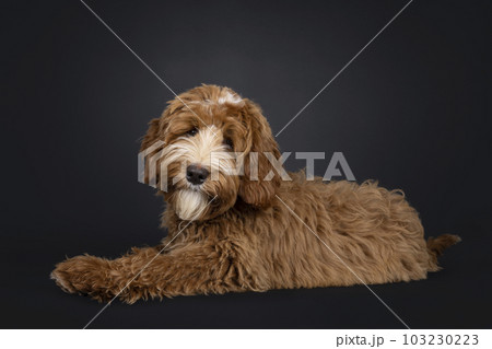 Labradoodle on black background 103230223