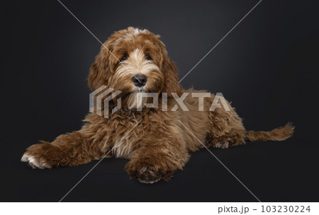Labradoodle on black background Labradoodle on black background 103230224