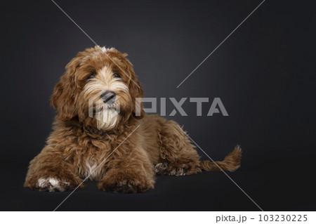 Labradoodle on black background 103230225