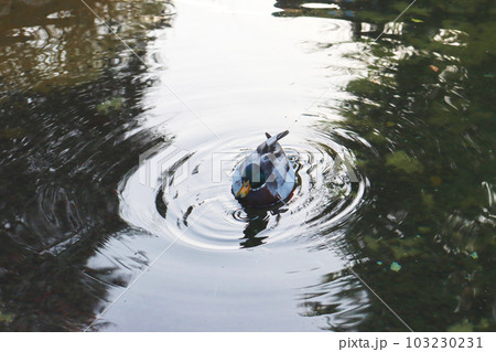 Close up duck swimming on a pond concept photo. Waterfowl habitat. 103230231