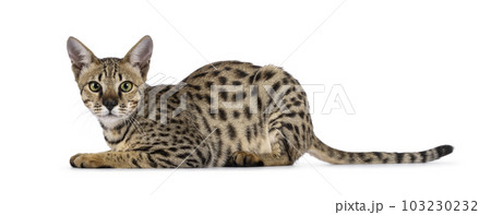 Savannah f5 cat on white background Savannah f5 cat on white background 103230232