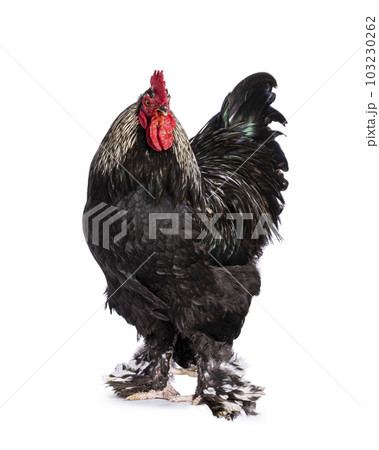 Brahma mix rooster on white background 103230262