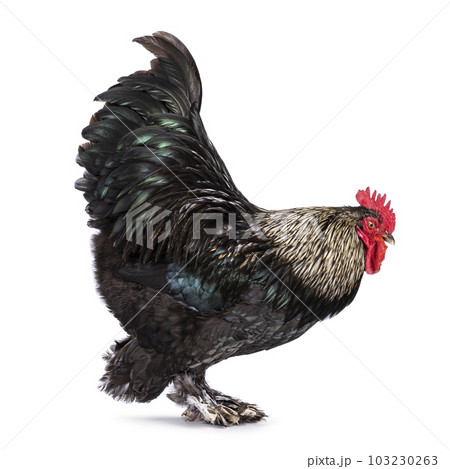 Brahma mix rooster on white background Brahma mix rooster on white background 103230263