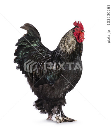 Brahma mix rooster on white background Brahma mix rooster on white background 103230265