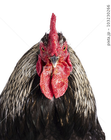 Brahma mix rooster on white background 103230266
